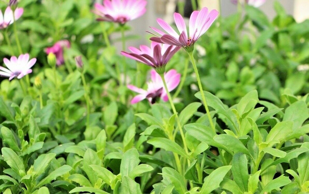 200+AFRICAN DAISY Cineraria Mix Flower Seeds Cape Marigold Drought Tolerant Easy