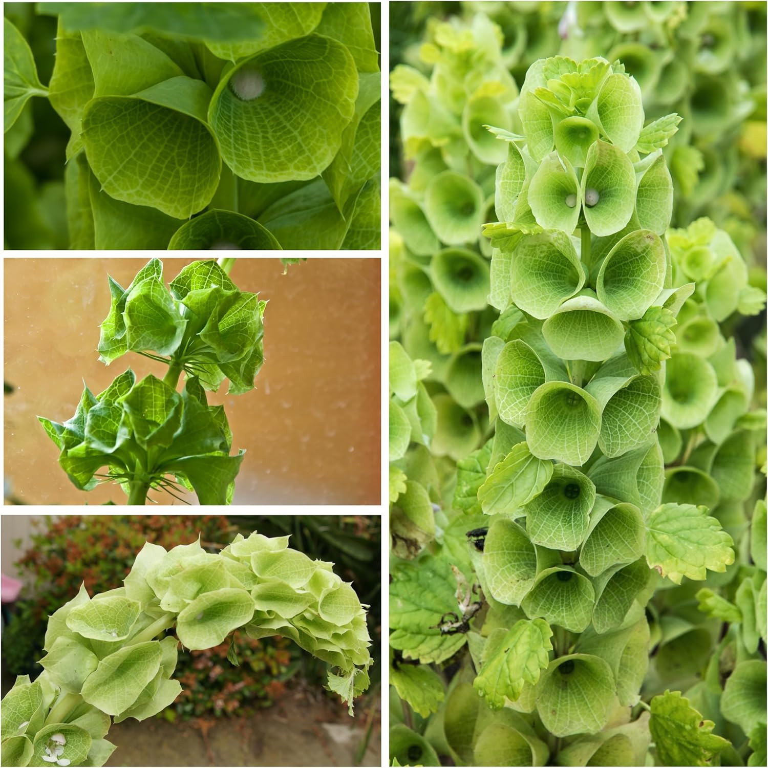, Bells of Ireland Seeds – 400 Heirloom Seeds for Planting Molucella 2 Packs