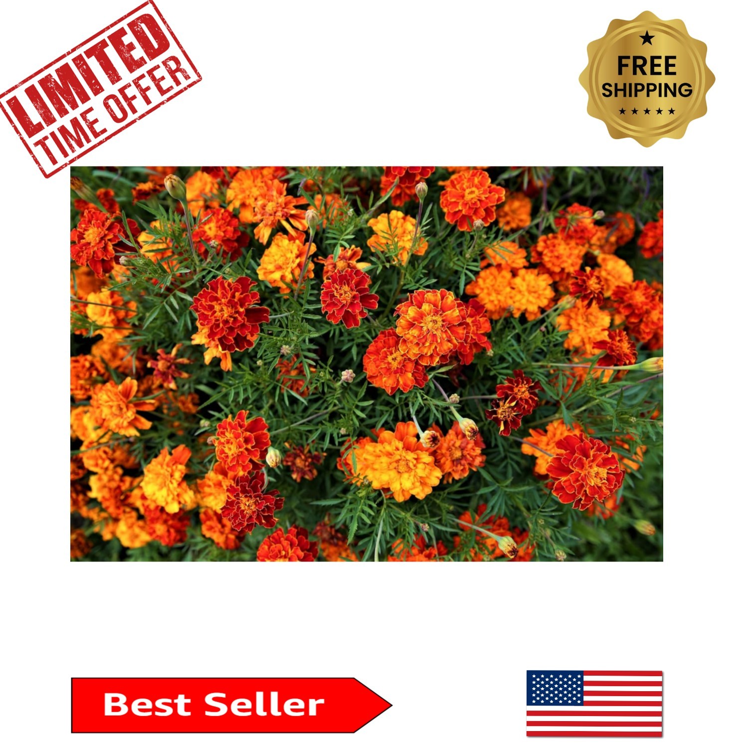 Heirloom Marigold Seeds Mix – 500 Seeds for Stunning Indoor and Outdoor Displays