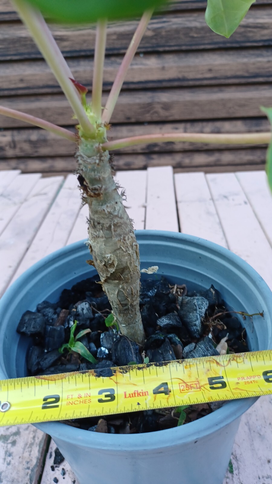 RARE! Buddha Belly Plant BONSAI BUTTERFLIES LOVE THESE !!!!!!