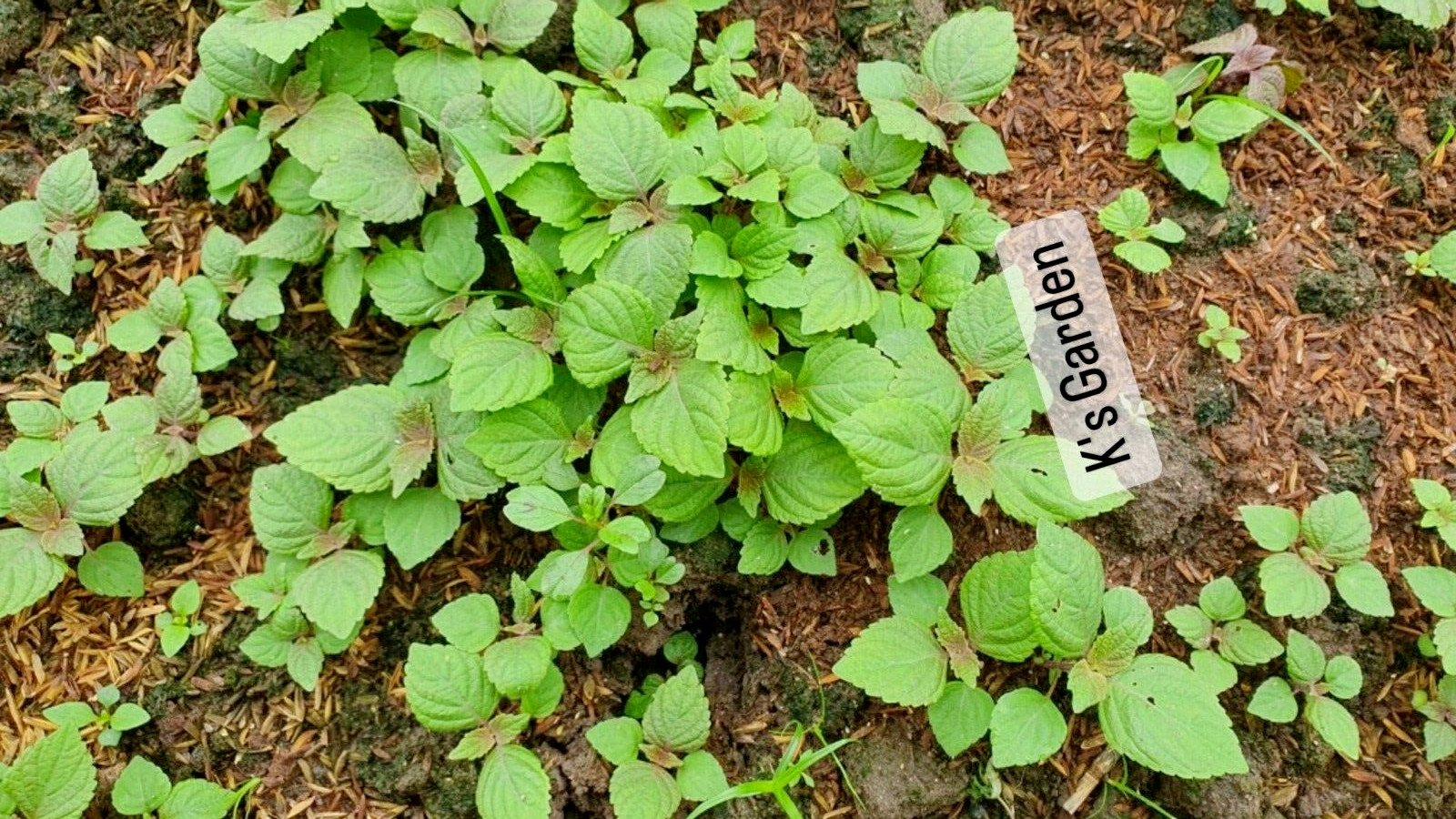 700+ SHISO, PERILLA, ZISU SEEDS, TÍA TÔ, JAPANESE BASIL | NON-GMO, FREE SHIP |