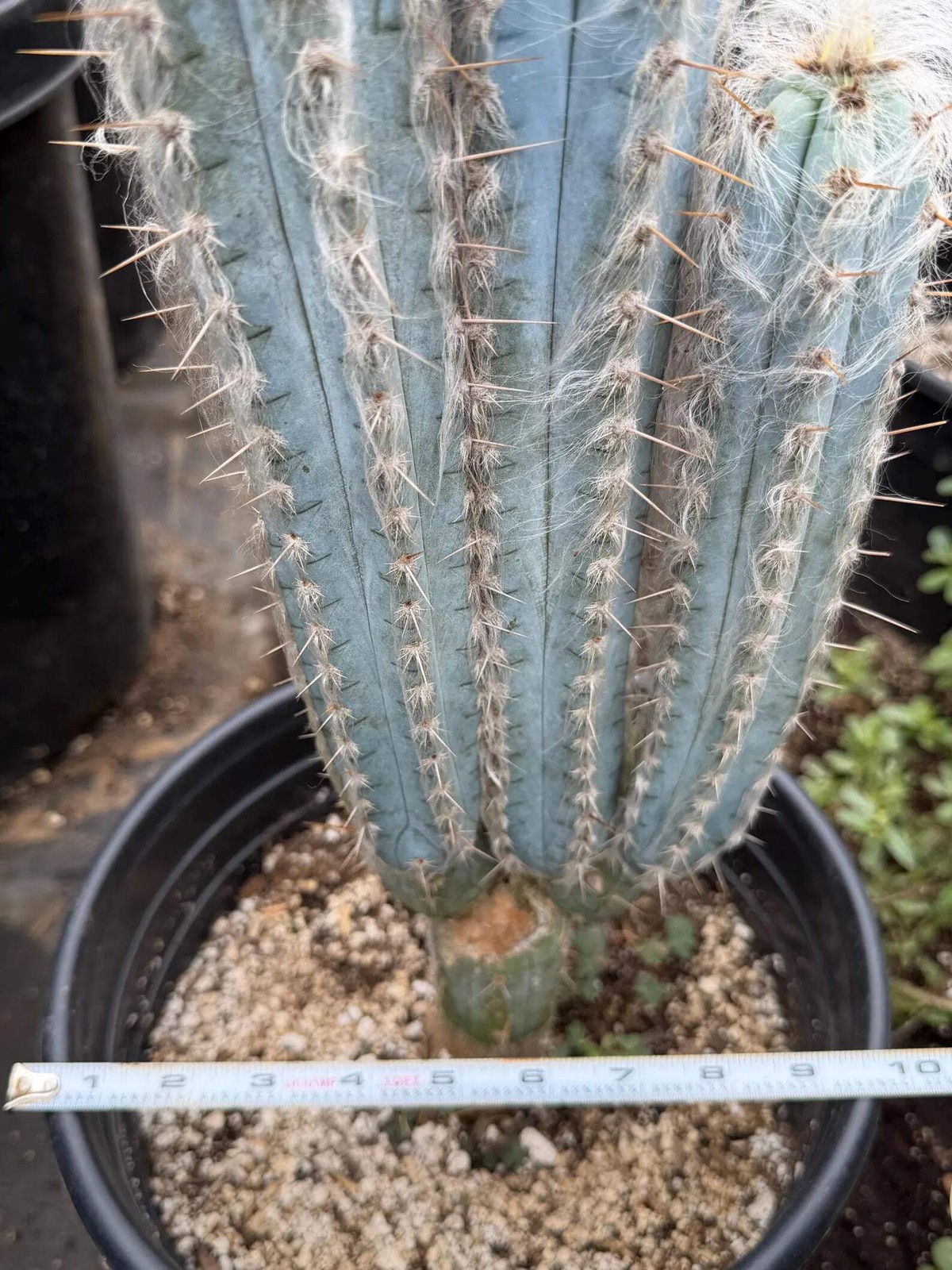 Blue Pilosocereus Pachycladus – Rare Hairy Blue Cactus with Pups | Live Plant