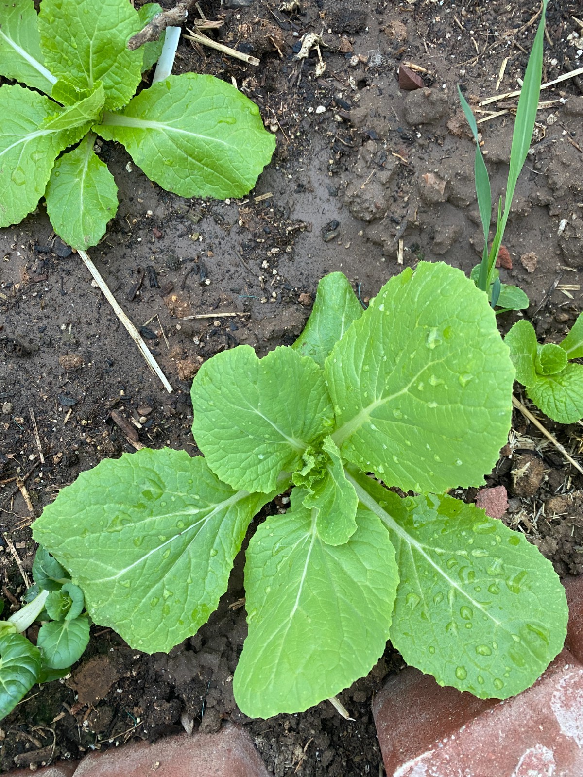 🌱Heirloom Wong Bok Chinese Cabbage/Napa Cabbage 50+ Seeds