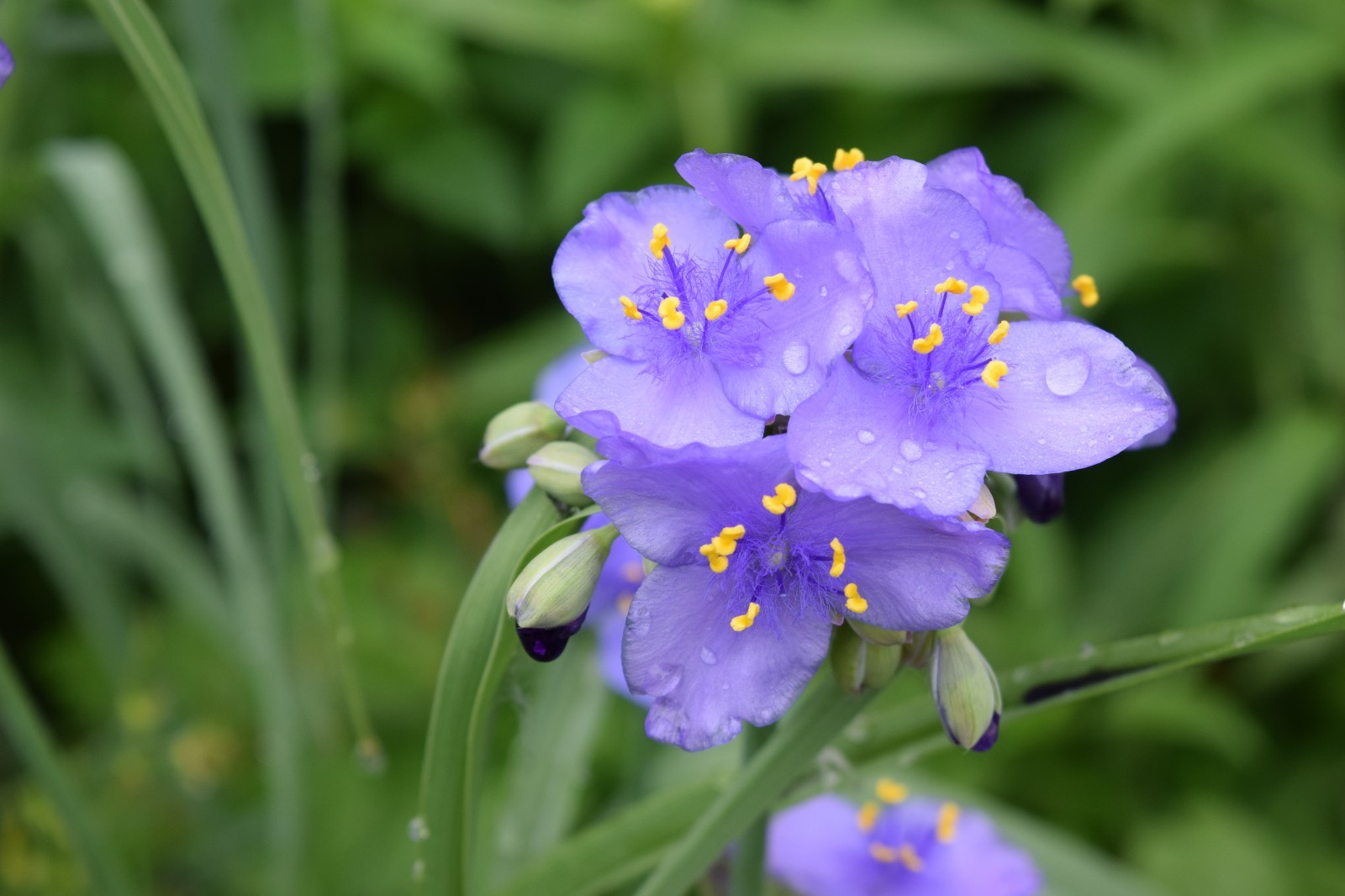 15+ Blue Ohio Spidewart plants bearoot with soil perennial blooms all summer