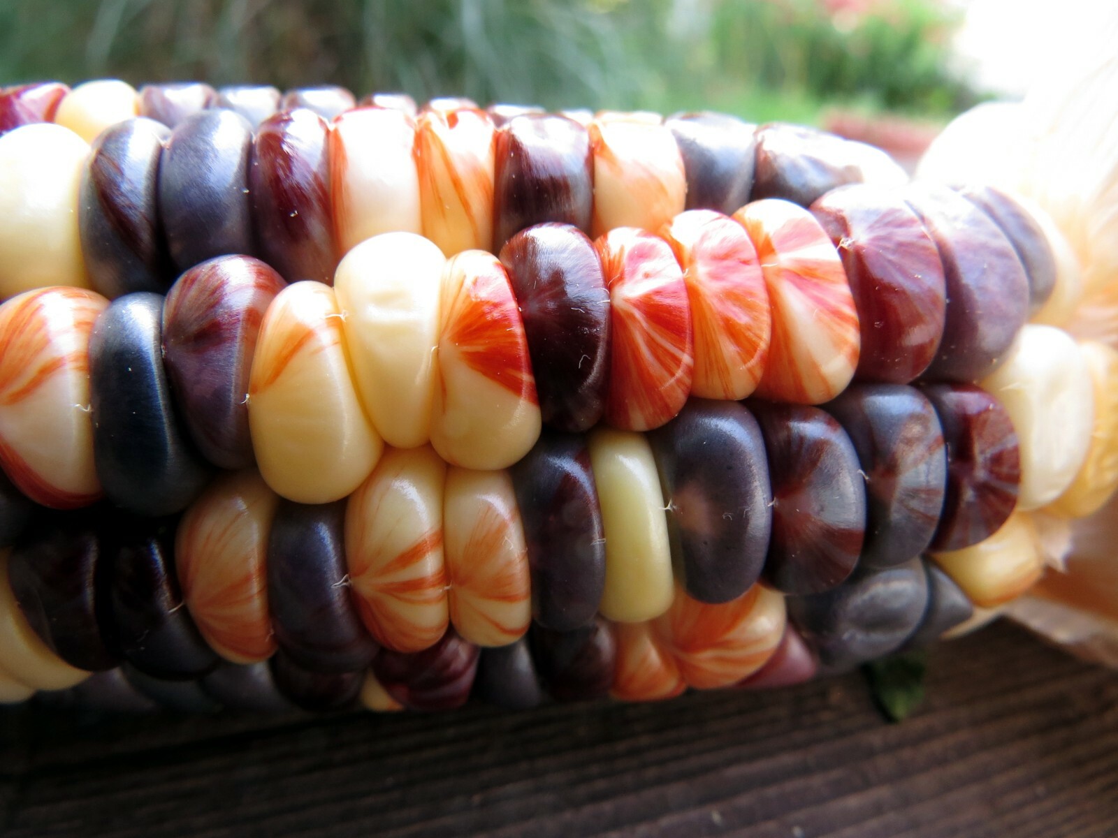 Rainbow Sweet Corn is a symphony of color and flavor