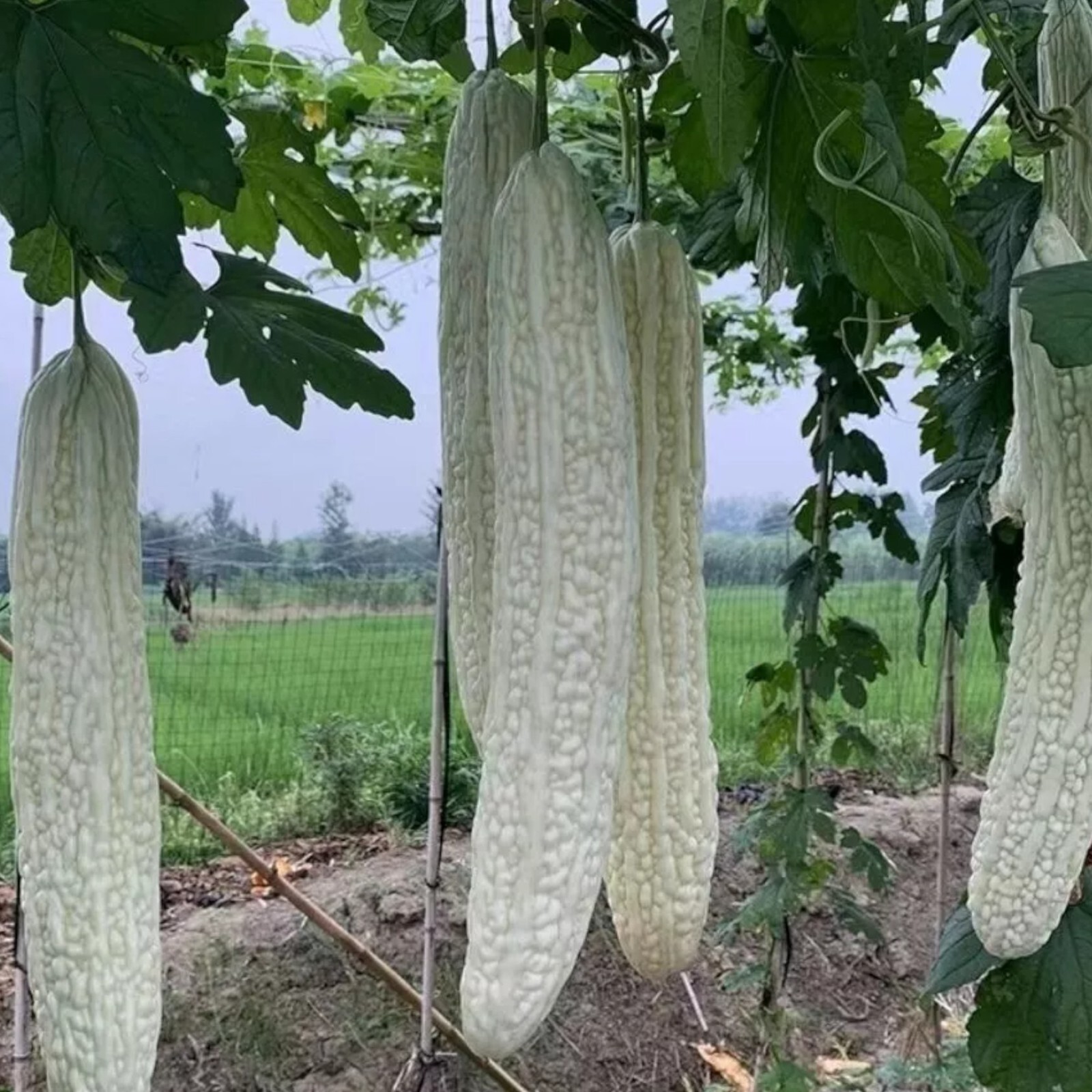 15pcs White Pearl Bitter Gourd Seeds – Heirloom Balsam Pear Melon Variety