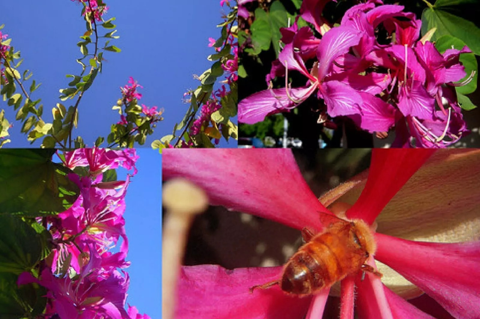 Hawaiian Orchid Tree {Bauhinia purpurea} 10 seeds Free Shipping!