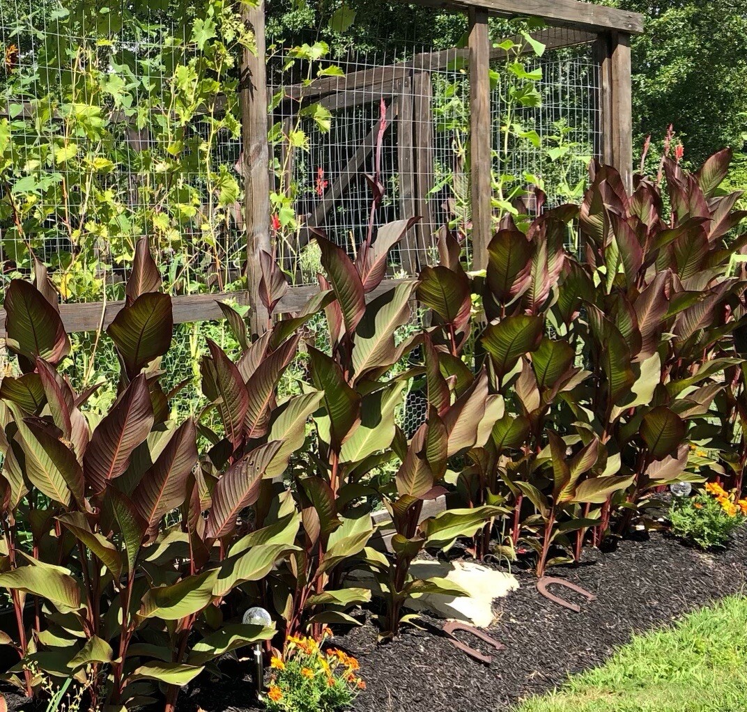  Canna Bulbs, you get 3 clusters of Jumbo Canna Bulbs