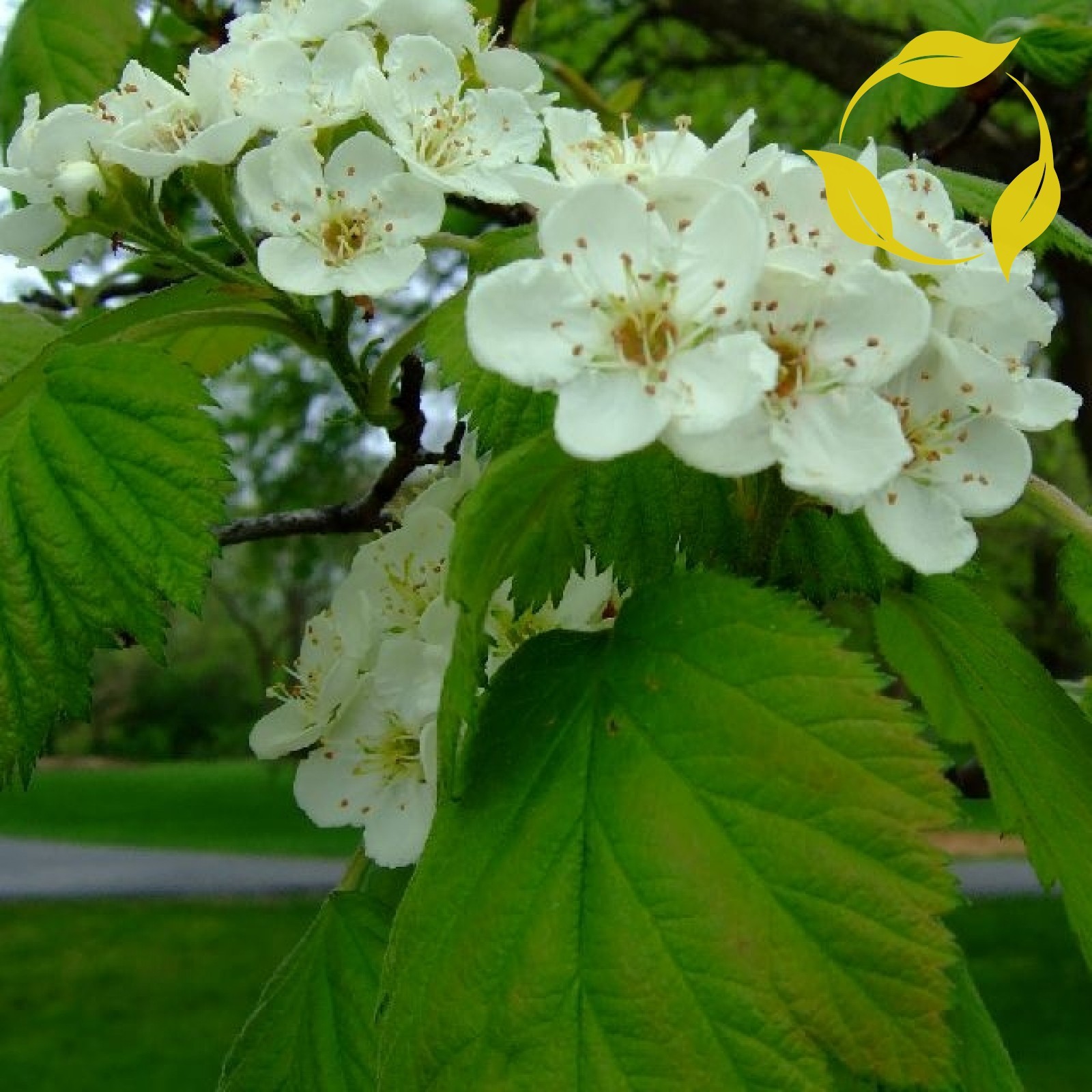 DOWNY HAWTHORN Crataegus Mollis 25 SEEDS