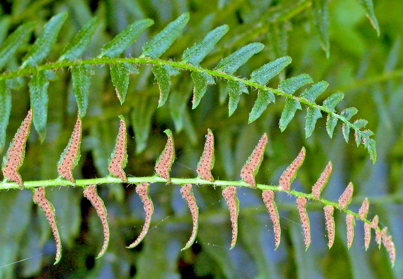 CHRISTMAS FERN SPORES – Polystichum acrostichoides