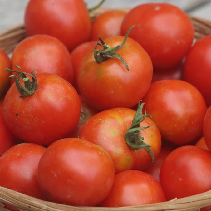 GLACIER TOMATO SEEDS 100+ vegetable GARDEN determinate variety FREE SHIPPING
