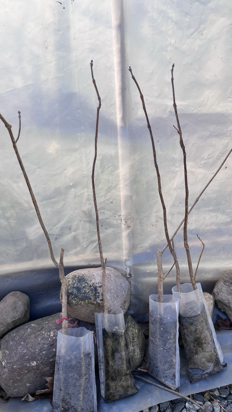 Catalpa speciosa , 2-3 year old , Northern catalpa, Cigar tree For Bonsai