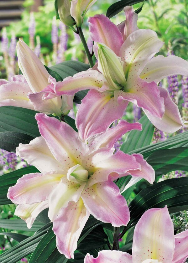 ORIENTAL LILY Soft Music Double (1) Bulb * Great Choice for Cut Flowers