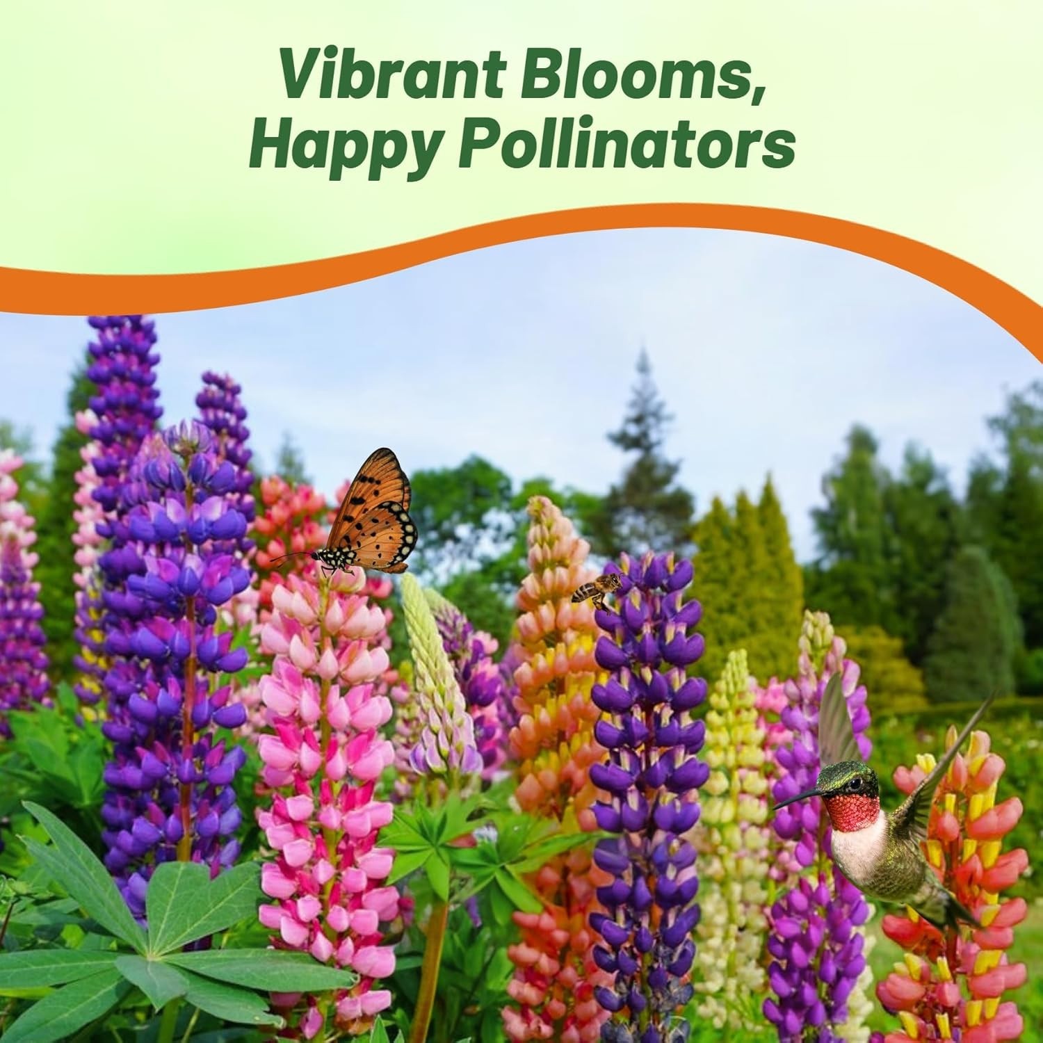 Perennial Wildflower Seeds – 1 Lb. Mixed Russell Lupines for Fall Planting