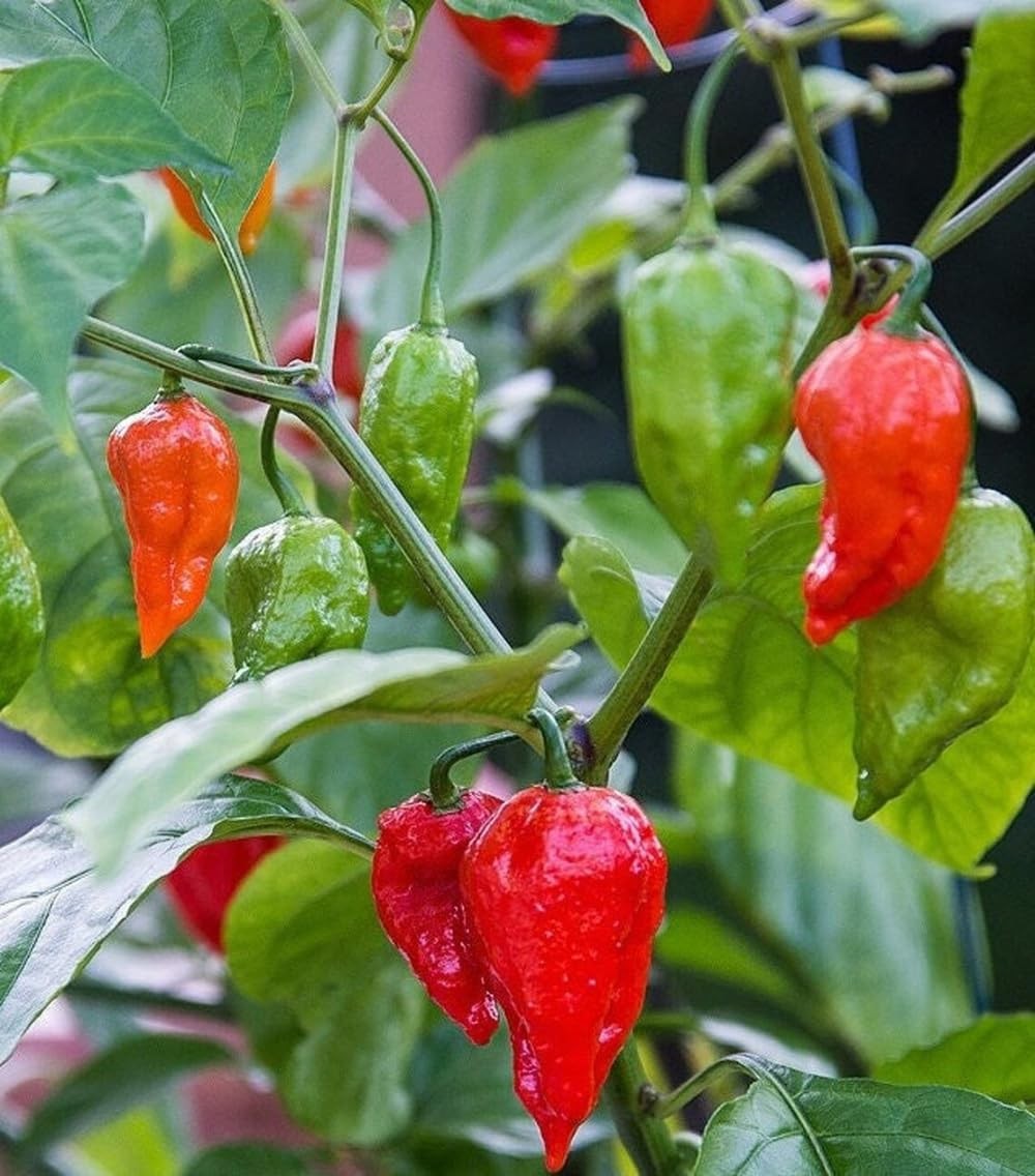 30+ Ghost Pepper Seeds Bhut Jolokia Extremely Hot Pepper Chili Genuine USA No…