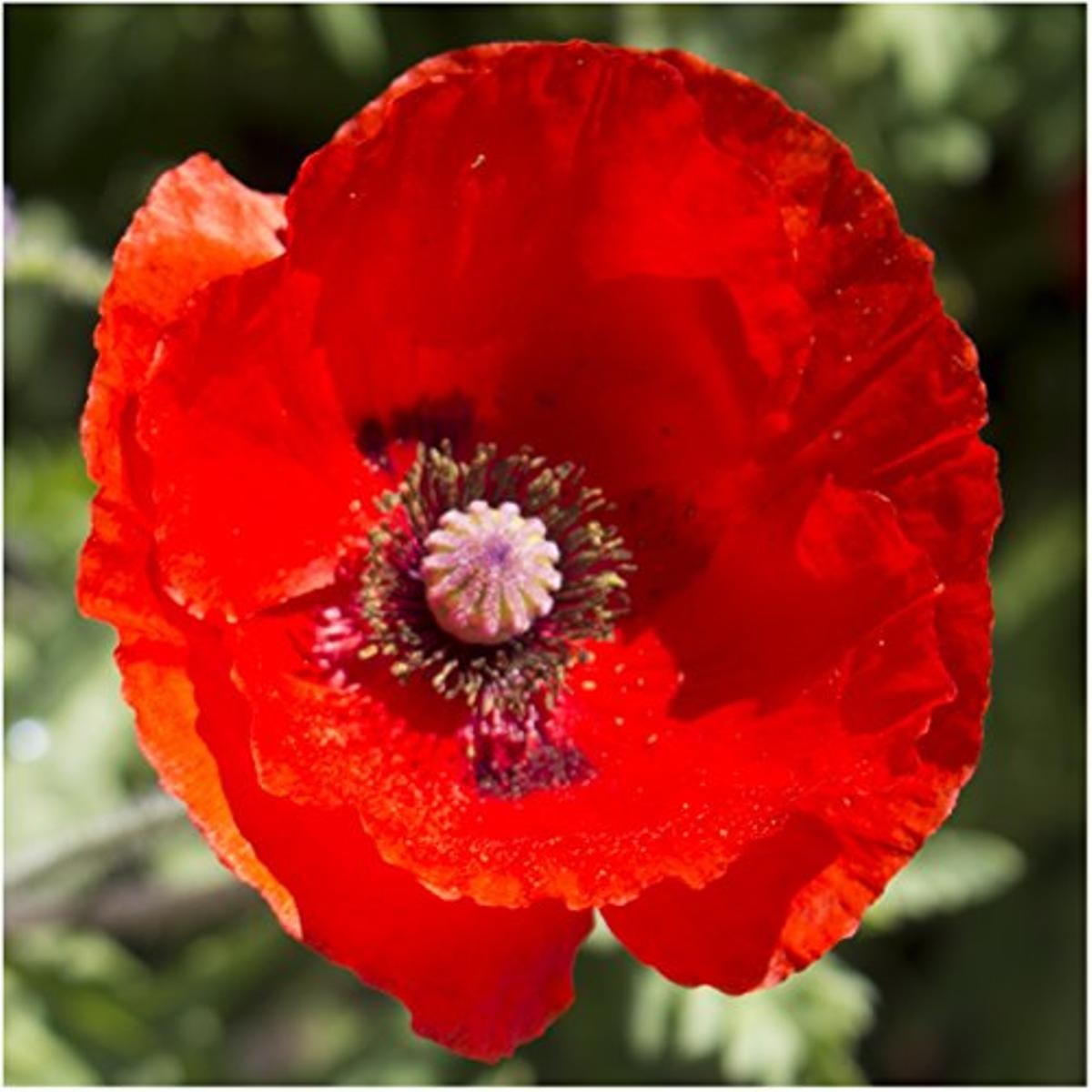 Red Corn Poppy Flower Seeds Papaver rhoeas Free Shipping!