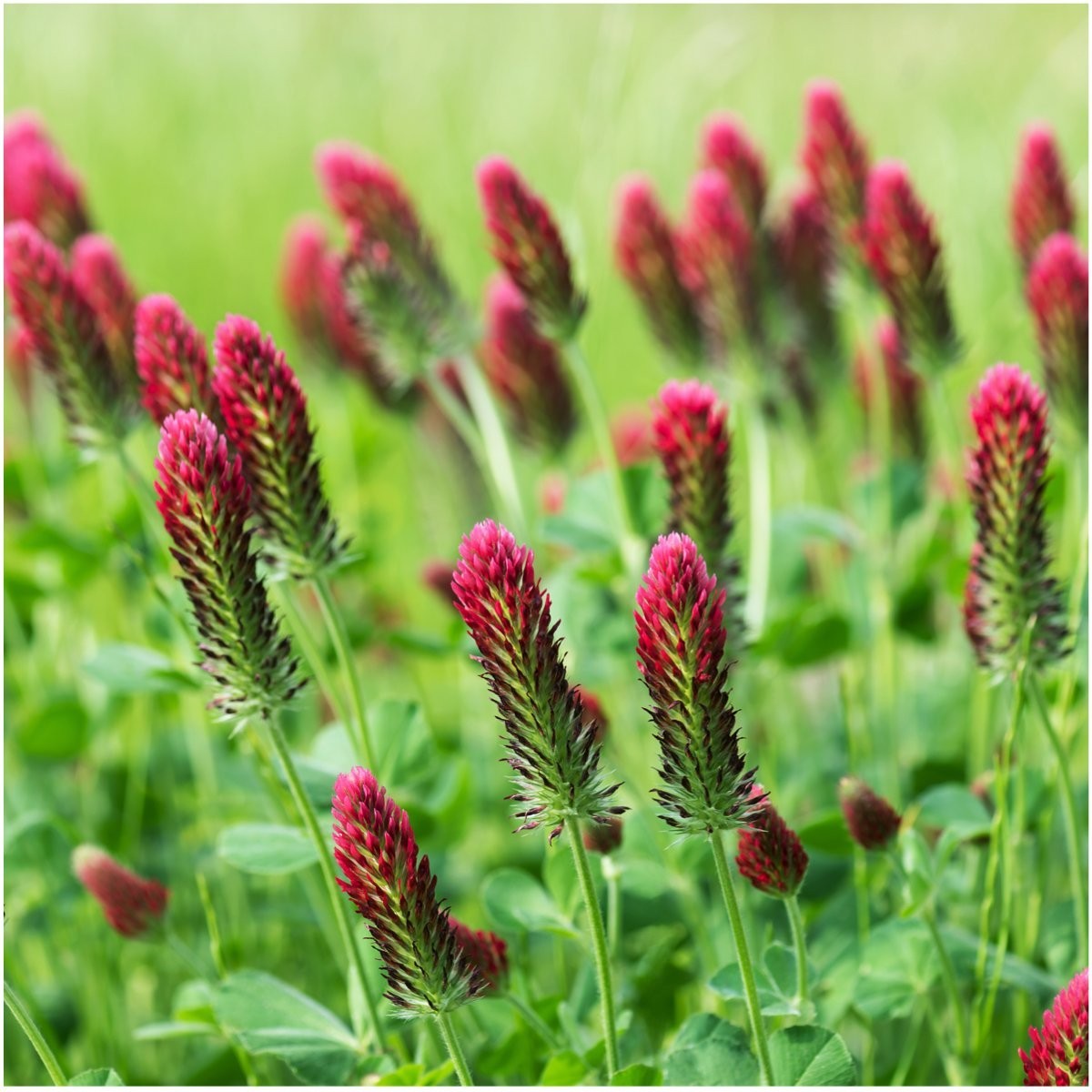 Crimson Clover Seeds – 12,000 Bulk Pack for Ground Cover & Soil Improvement