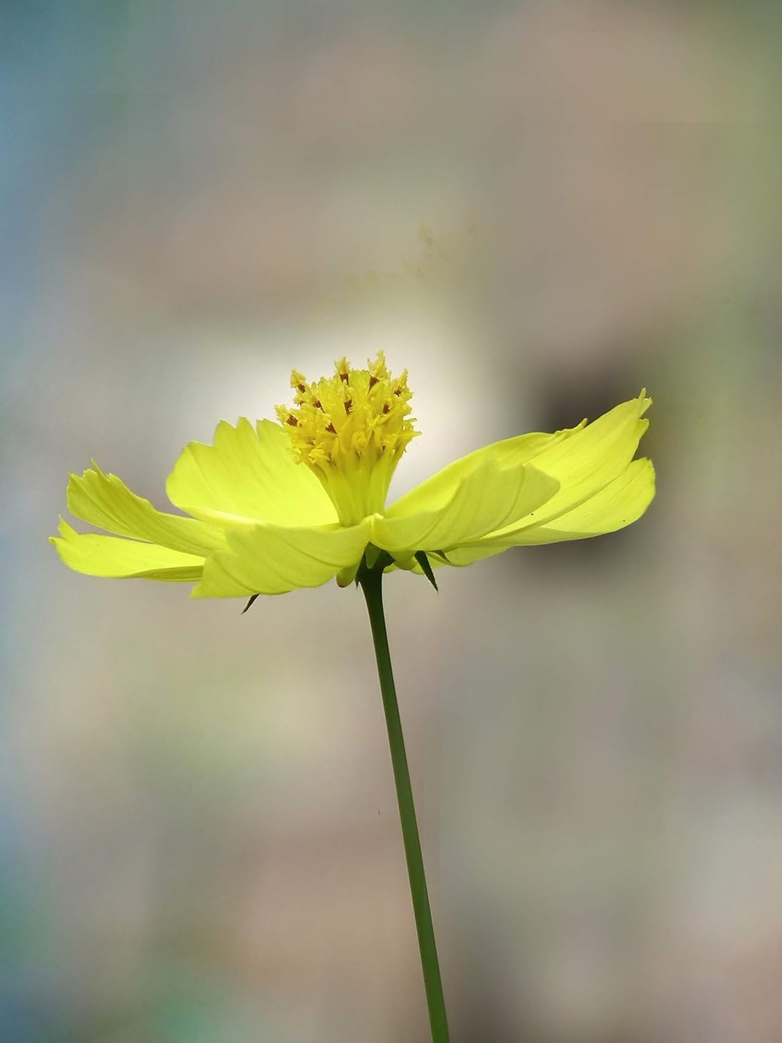 Lemon Yellow Sulphur Dwarf Cosmos Flower Seeds for Planting, 100+ Heirloom Se…
