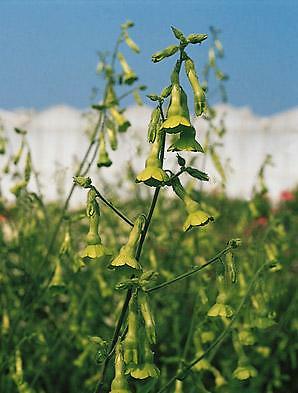 Nicotiana Lemon Tree 5,000 seeds