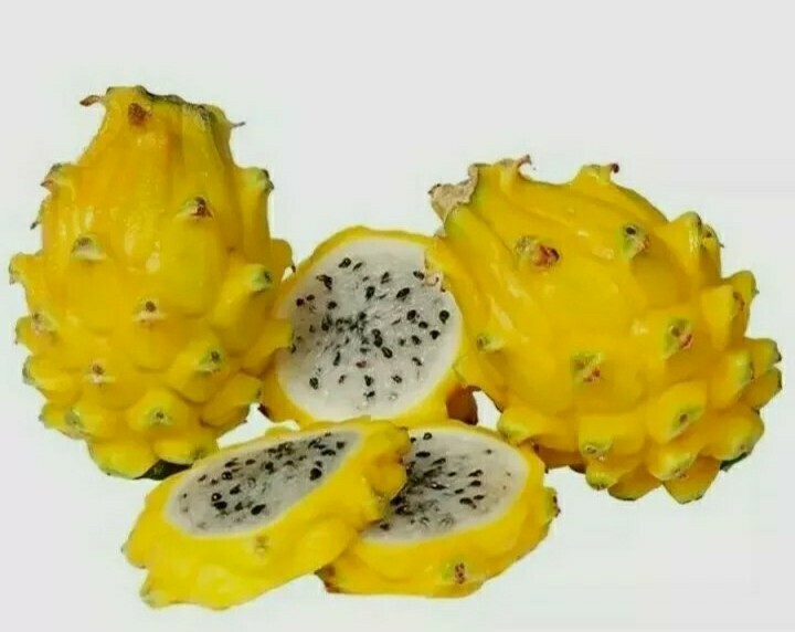 25 Yellow Dragon Fruit Seeds Golden Pitaya Pitahaya Hylocereus Megalanthus Easy