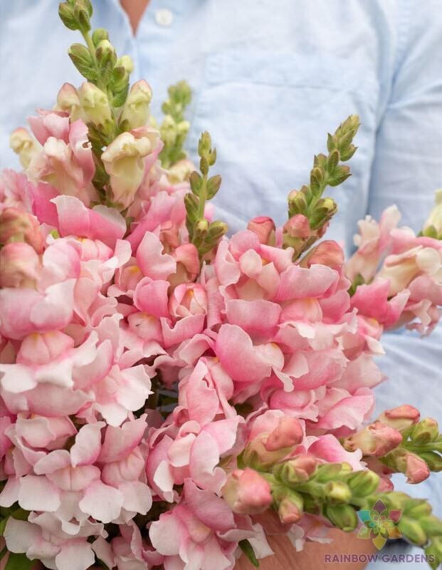 1000+ Bridal Pink Snapdragon Seeds for Garden Planting – USA – FREE SHIPPING!