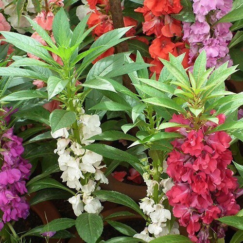 Tom Thumb Balsam Mix Seeds (Impatiens balsamina)