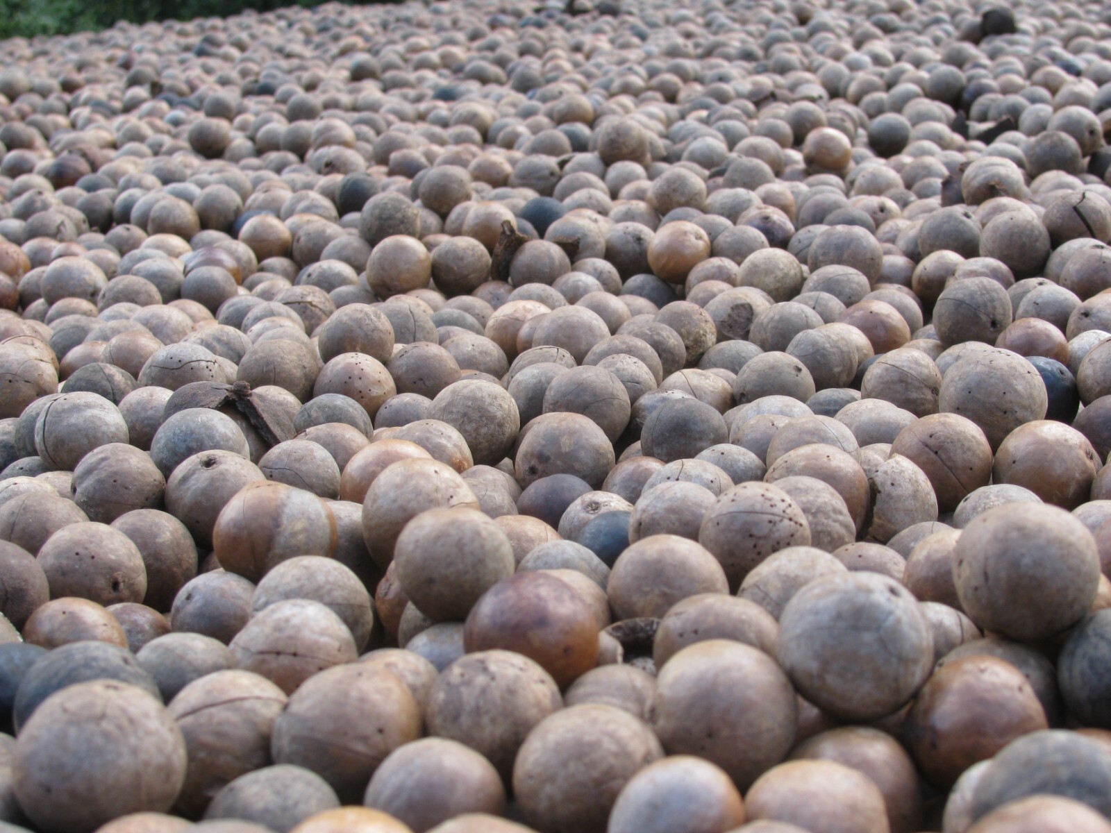 5 Macadamia Nut Seeds – Macadamia integrifolia – Non-GMO Hardy Nut Tree