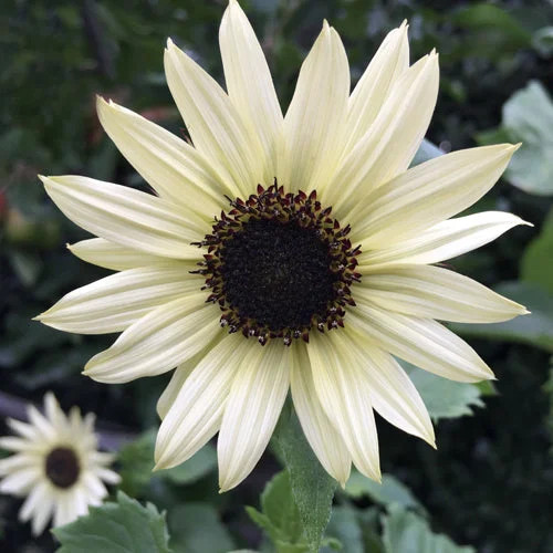 50 PCS Sunflower, Italian White- Non-GMO Heirloom Variety