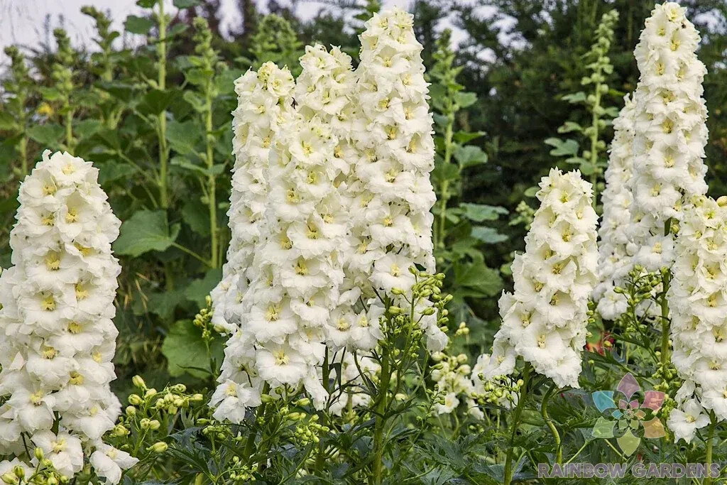 200+ Sungleam Delphinium Seeds for Garden Planting – USA – FREE SHIPPING!