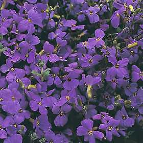Aubrieta grandiflora Cascade Blue 2,000 seeds