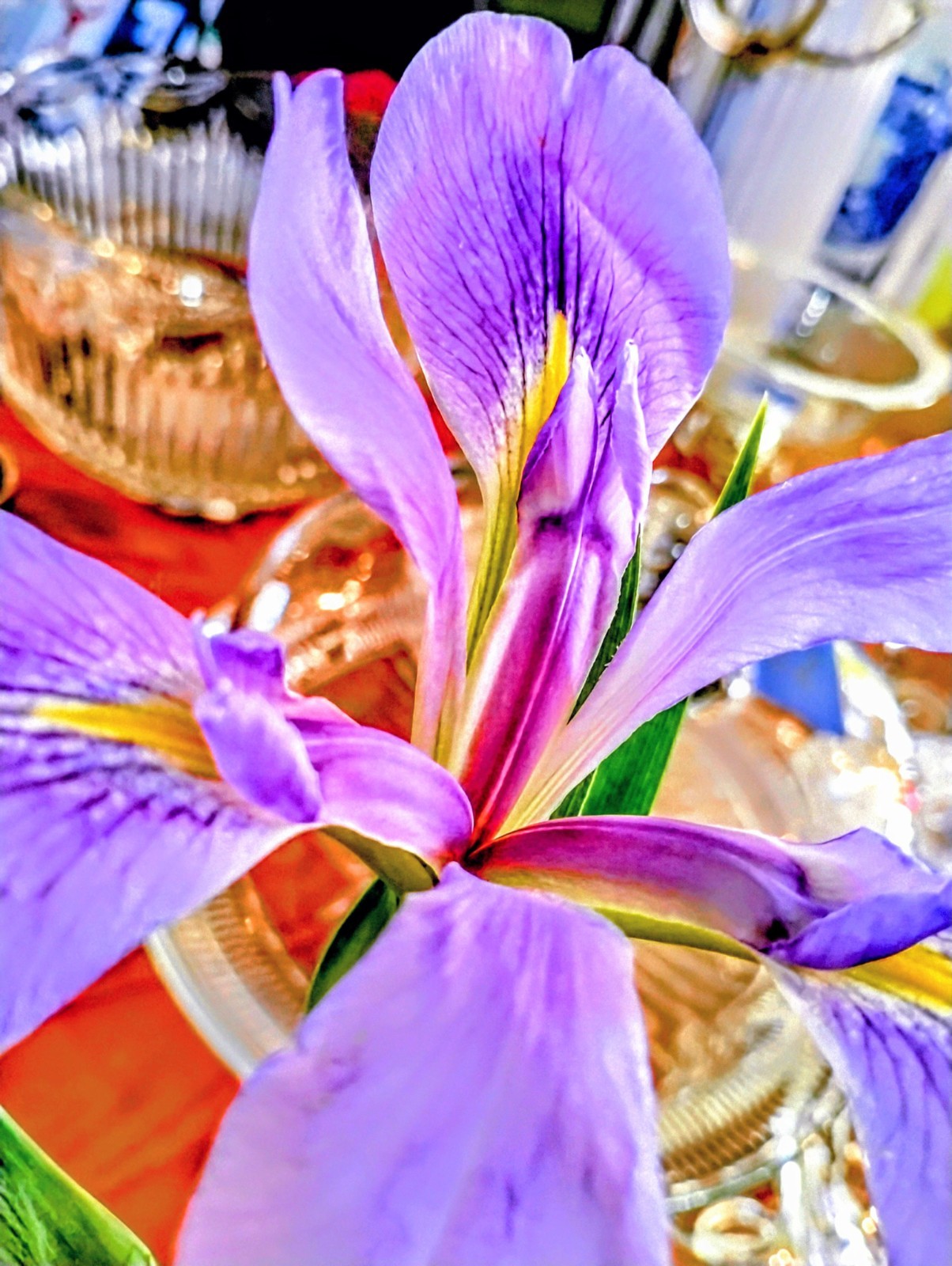 Incredible Louisiana Irise Bulbs 2 Pack Large Size Indoor Outdoor