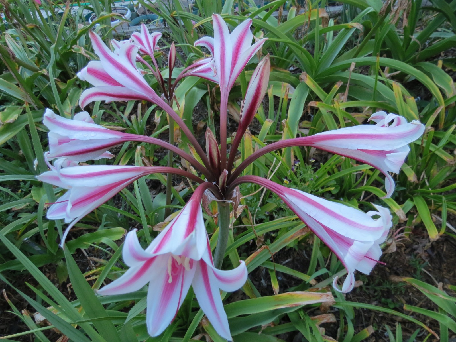 Crinum Lily, herbertii Schreck, jumbo, blooming-size bulb, NEW, RARE