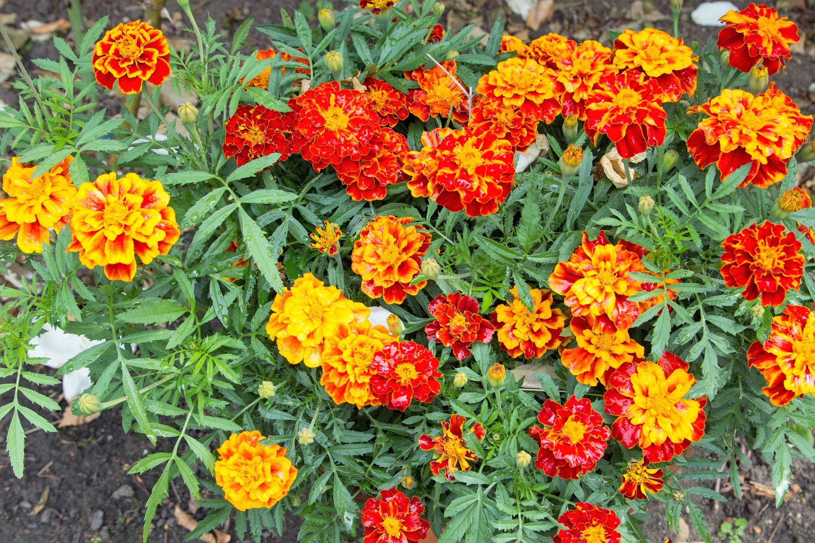 400 FRENCH MARIGOLD SPARKY Mixed Colors Tagetes Patula Flower Seeds *Flat S/H