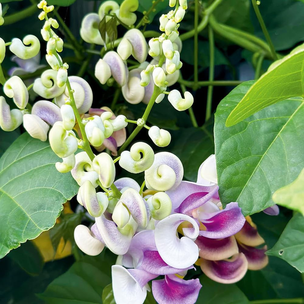 20+ Corkscrew Vine Flower Seeds for Planting Outdoors Garden-Perennial Snail Vin