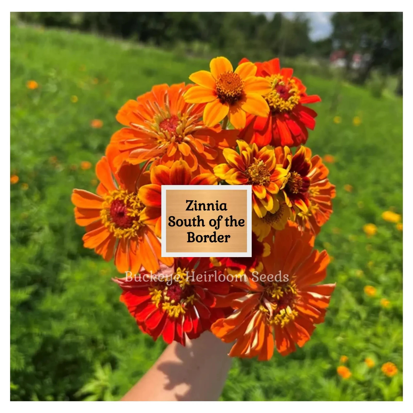 Zinnia | South of the Border | 100 Seeds | Easy to Grow | (Zinnia elegans)