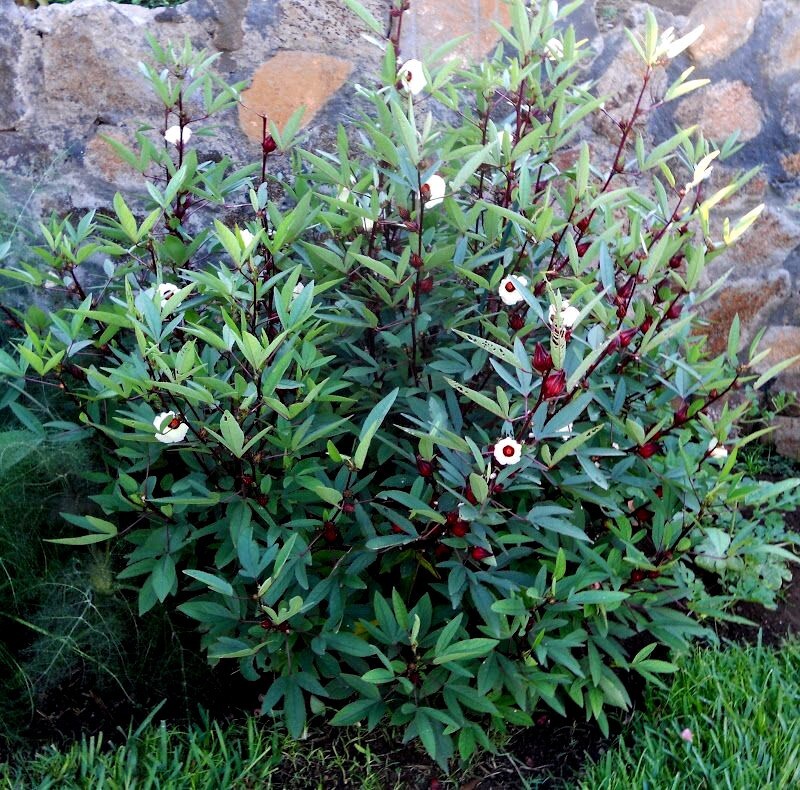 Roselle Seeds Hibiscus sab Jamaican Sorrel Florida Cranberry RARE LUOSHEN FLOWER