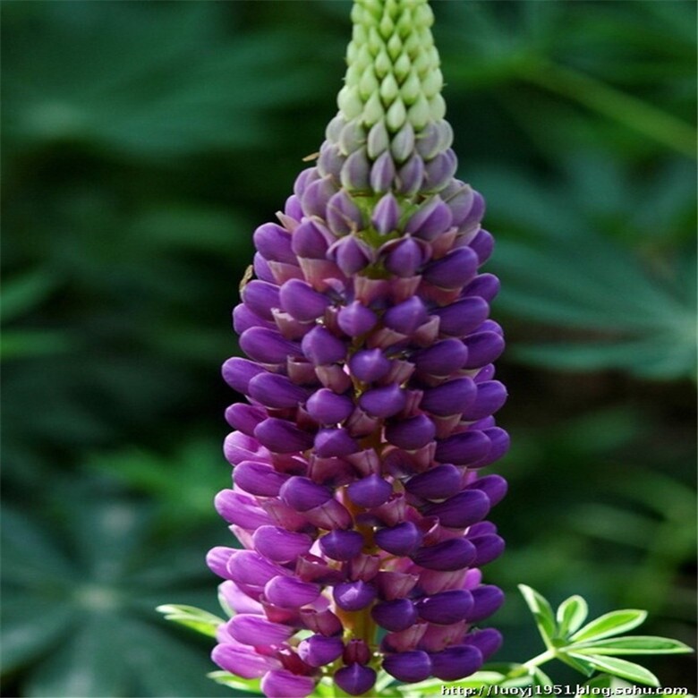 20 SEEDS purple violet LUPINE lupin flower exotic garden bed plant USA Seller