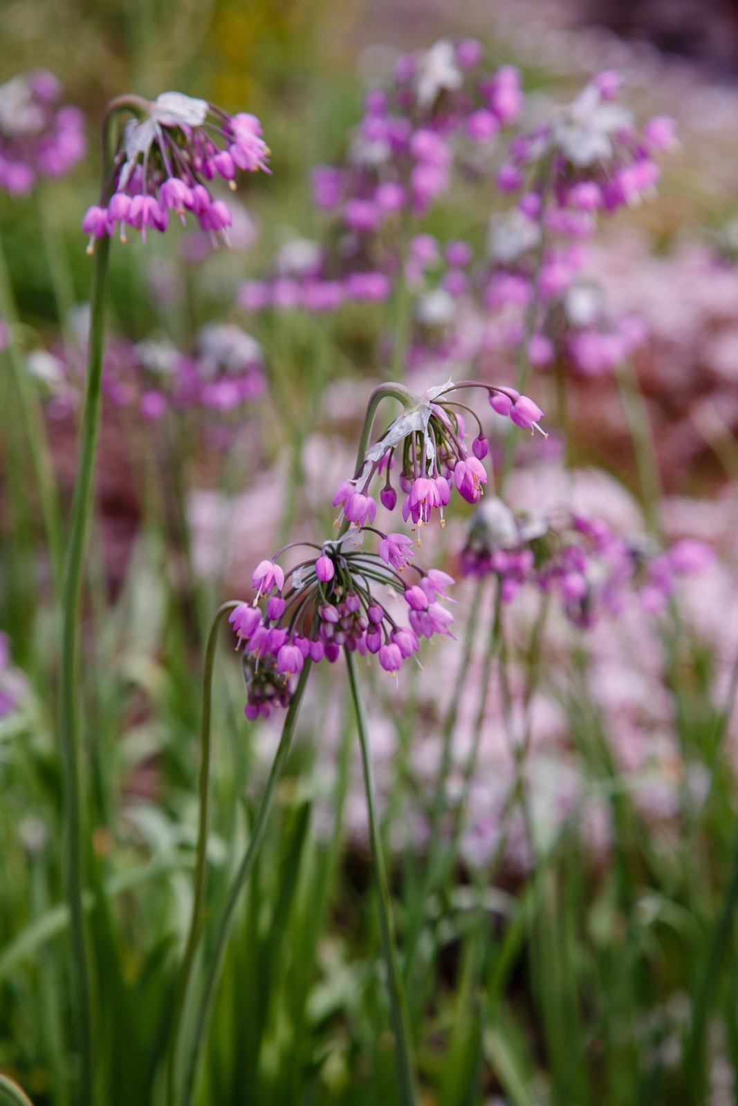 Onion, Nodding (Allium cernuum)