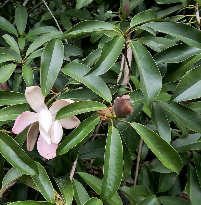 Magnolia insignis | Chinese Magnolia | 10 Seeds