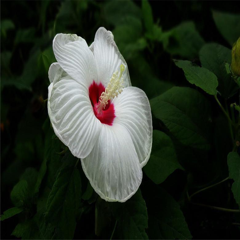 20 HIBISCUS FLOWER SEEDS rare exotic bloom plant garden bed bush germination