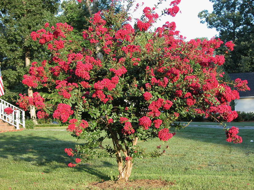 Crape Myrtle, Lagerstroemia indica, Tree Seeds