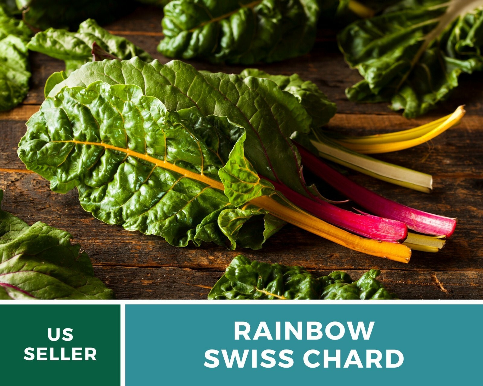 Swiss Chard, Rainbow – Heirloom Seeds – Spring or Fall crop – Non GMO (Beta vulg