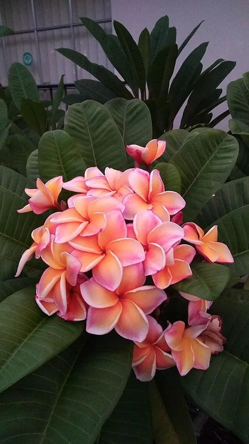 5 Peach Blush Plumeria Seeds Perennial Flowers Flower Frangipani US SELLER