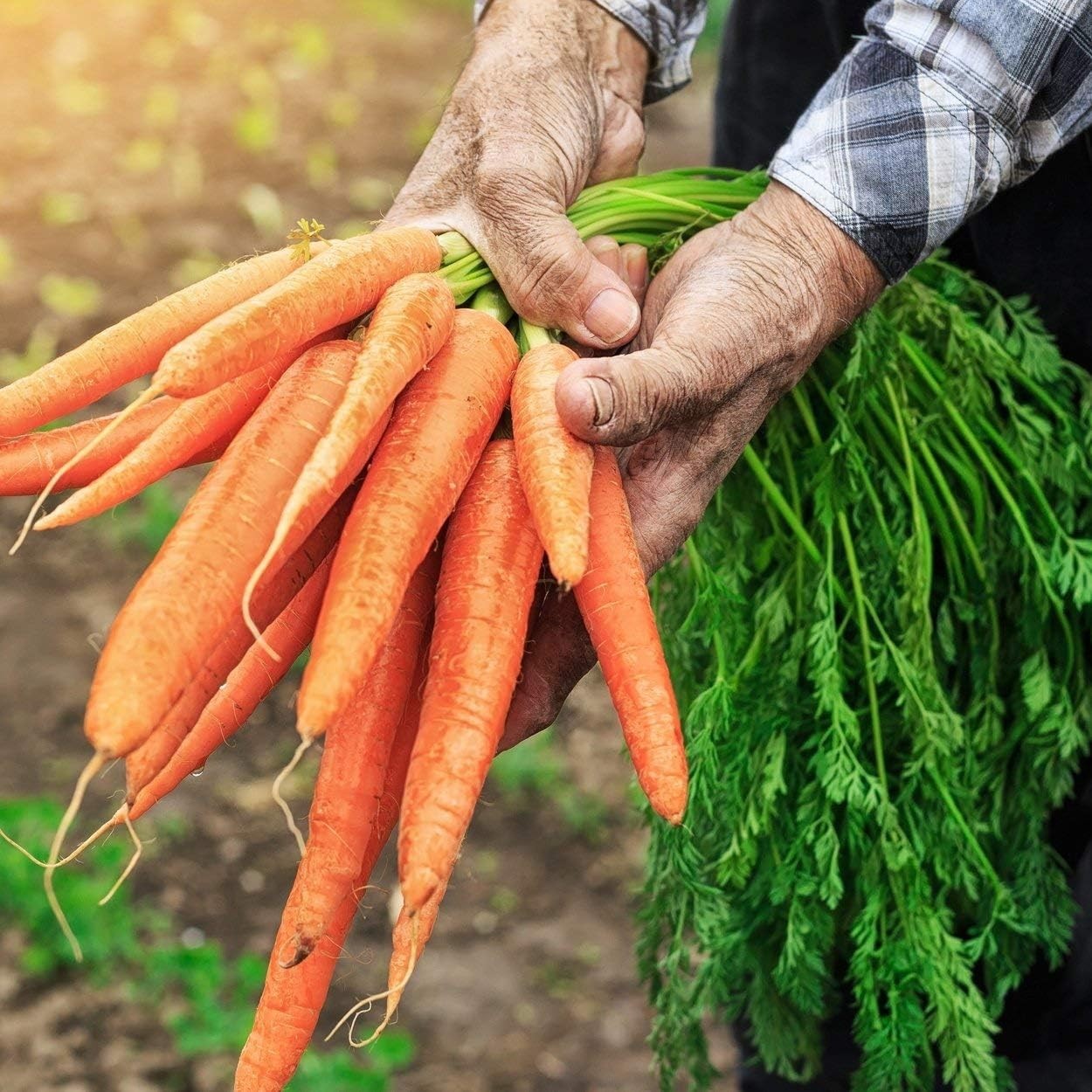 Tendersweet Non-GMO Heirloom Carrot Seeds – Attracts Pollinators, 2600 Count