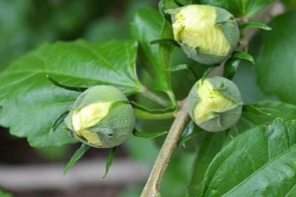Diana Hibiscus, Rose of Sharon, Pure White Flowers 1 Live Plant in 3.5 Inch Pot