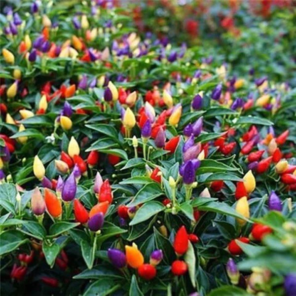 10 bags Asian Pepper Hot Mix (HOT) Vegetable Seeds NON-GMO Mixed 16 Types 100ct