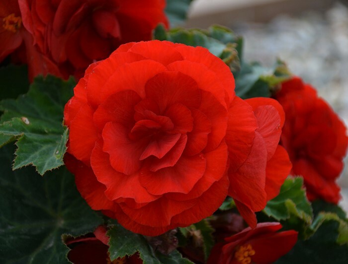 3-Beautiful, Red Non Stop Begonia Bulbs Spectacular Flowering Blooms Check Store