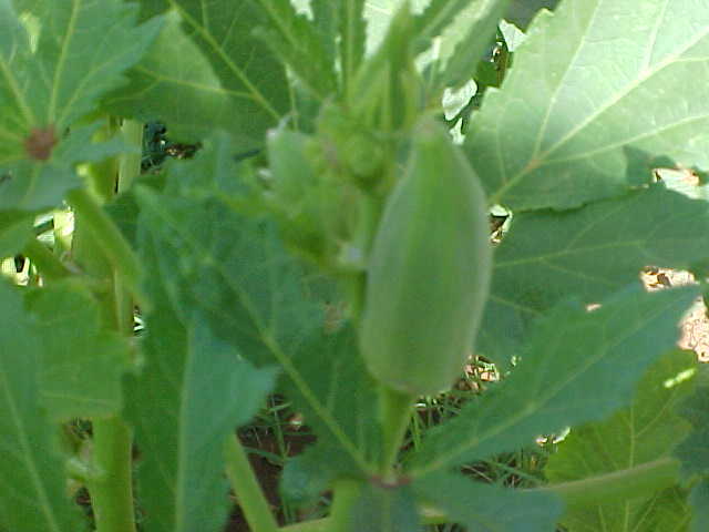 40 SEEDS ORGANIC TENDER FULL SIZE LARGE OKRA PLANT A FAVORITE! SEE PICTURES USA