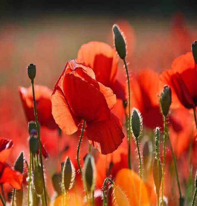 Red Corn Poppy Flower Seeds Papaver rhoeas Free Shipping!