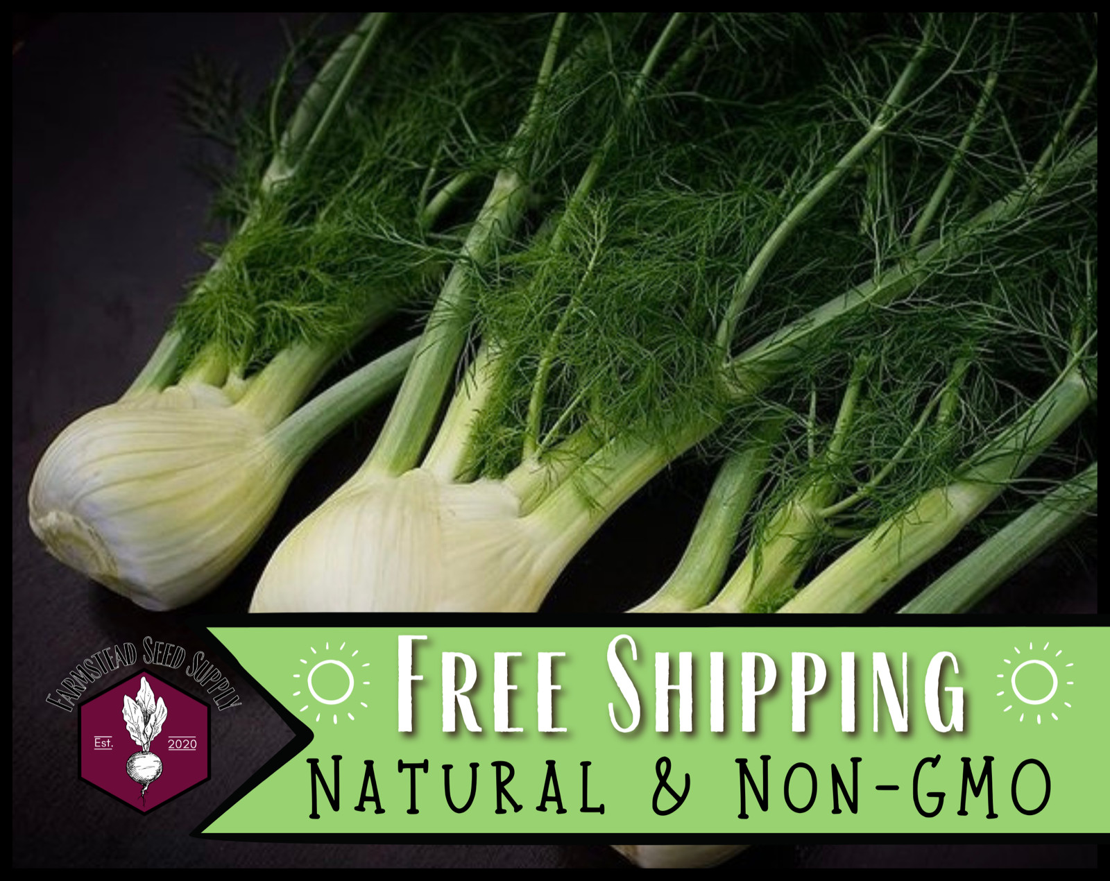 950+ Fennel Seeds [Florence] Vegetable Gardening Seed, Heirloom, Non-GMO, USA